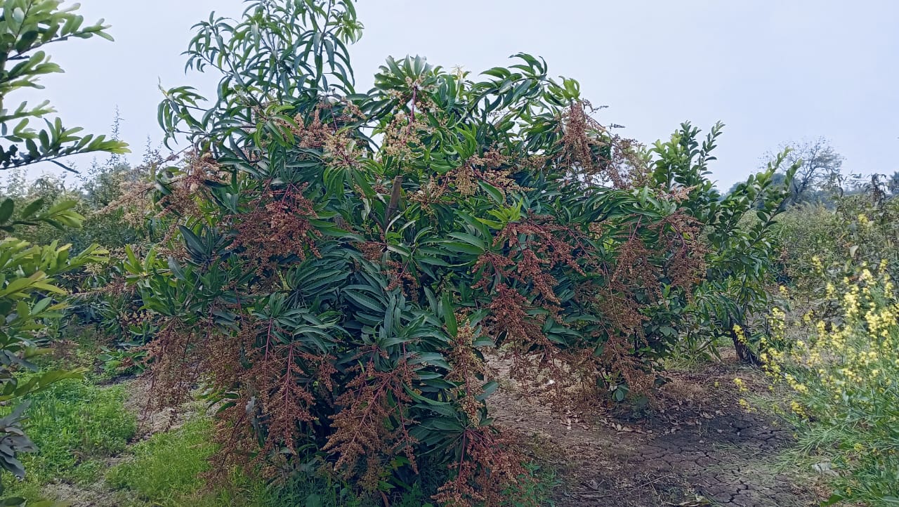 Mengo_Tree_Plantation_Drive_(7).jpeg