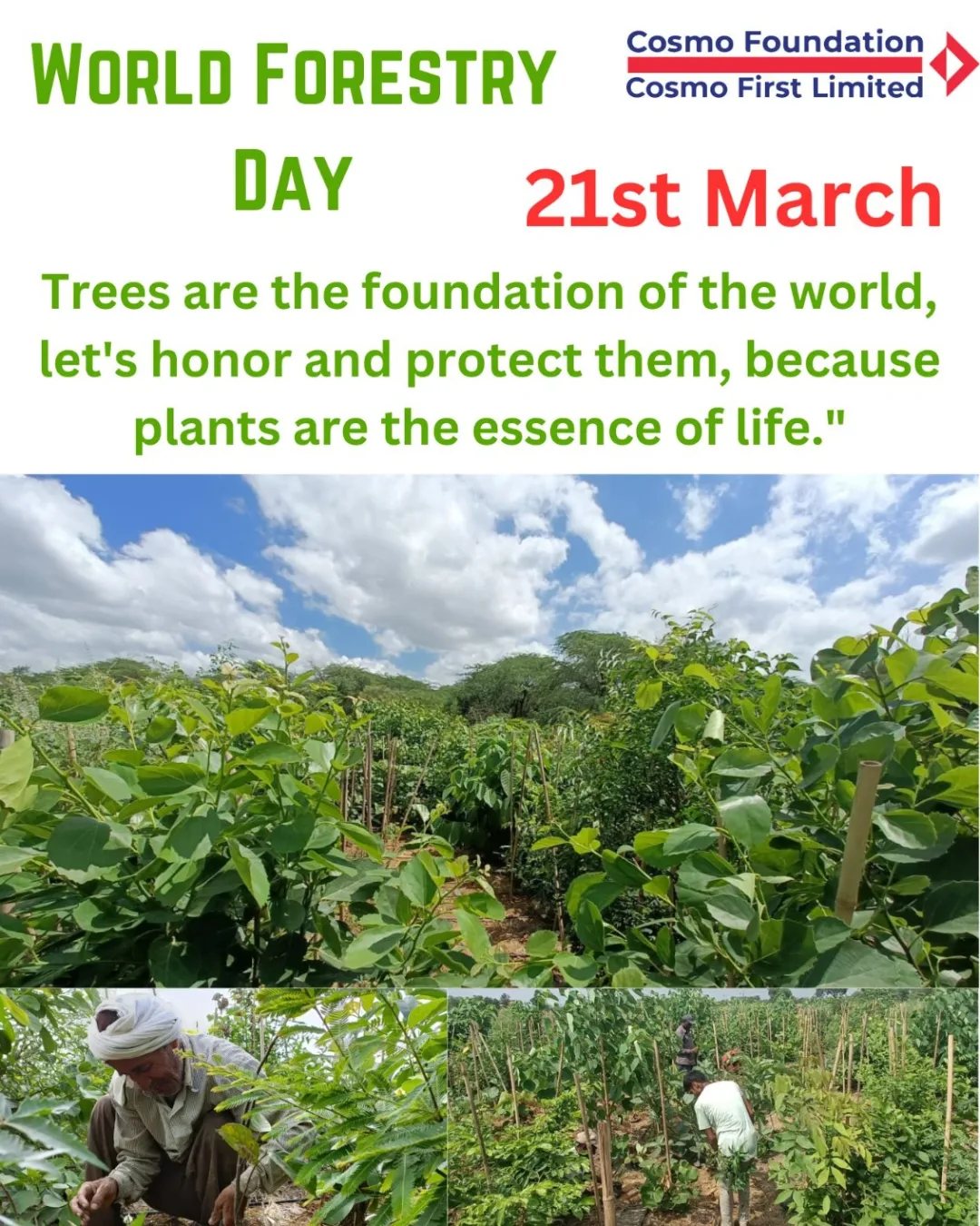 World_ForestryDay1.jpg